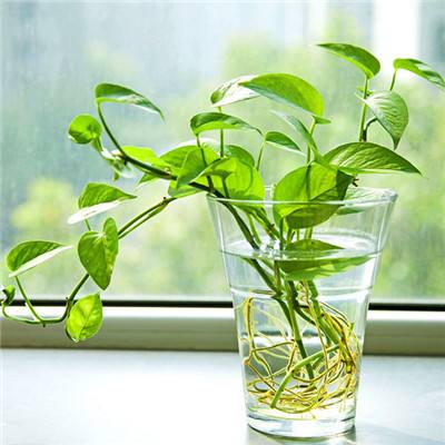 足球竞彩app下载手机版